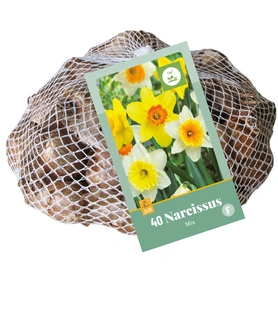 Narcissus Grootkronig Mix - 40 bloembollen