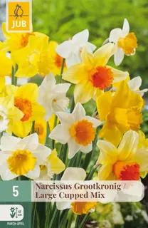 Narcissus Grootkronig Mix - 5 bloembollen