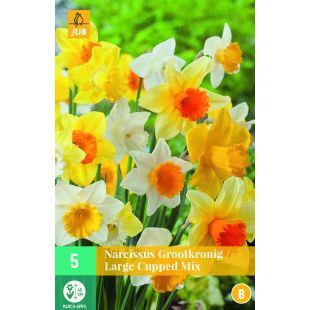 Narcissus Grootkronig Mix - 5 bloembollen