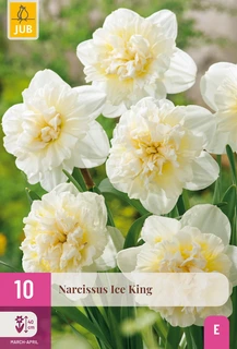 Narcissen Ice King - 10 bloembollen