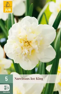 Narcissus Ice King - 5 bloembollen