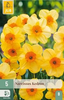 Narcissus Kedron - 5 bloembollen