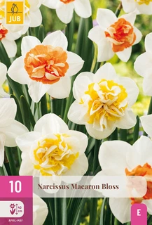 Narcissus Macaron Bloss - 10 bloembollen