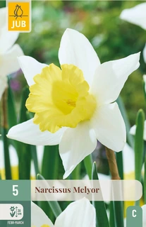 Narcissus Melyor - 5 bloembollen