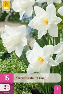 Narcissen Mount Hood - 15 bloembollen