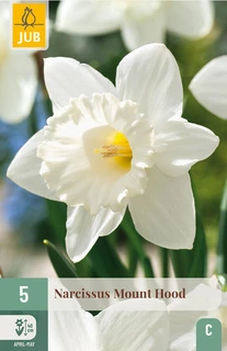 Narcissus Mount Hood - 5 bloembollen