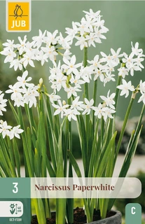 Narcissus Paperwhite - 3 bloembollen