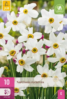Narcissen Recurvus - 10 bloembollen