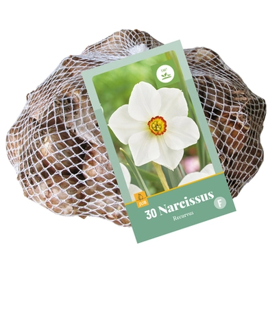 Narcissus Recurvus - 30 bloembollen