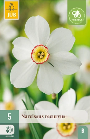Narcissus Recurvus - 5 bloembollen