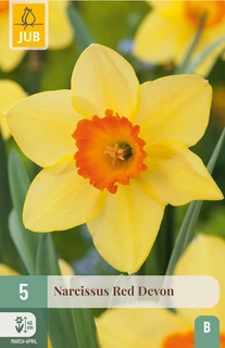 Narcissus Red Devon