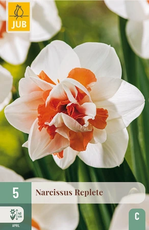 Narcissus Replete - 5 bloembollen
