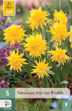 Narcissus Rip Van Winkle - 5 bloembollen