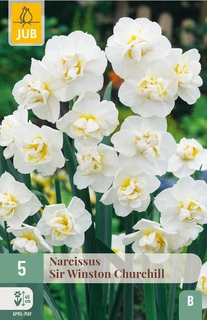 Narcissus Sir Winston Churchill - 5 bloembollen