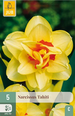 Narcissus Tahiti - 5 bloembollen