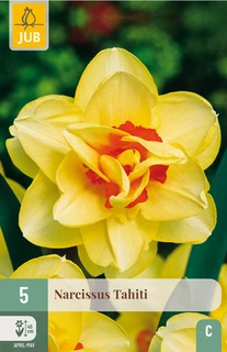 Narcissus Tahiti - 5 bloembollen
