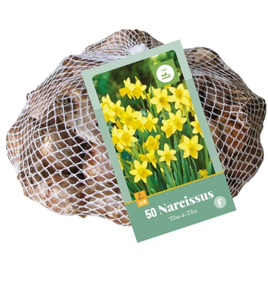 Narcissus Tete-a-Tete
