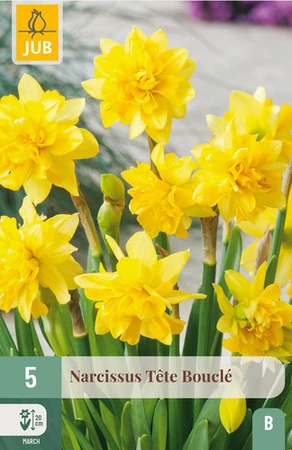 Narcissus Tête Bouclé – dubbele mini-narcissen 11/12 cm, vroeg in bloei