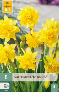 Narcissus Tête Bouclé – dubbele mini-narcissen 11/12 cm, vroeg in bloei
