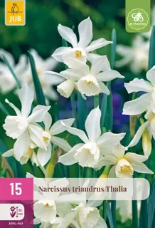 Narcissus Triandrus Thalia - 15 bloembollen