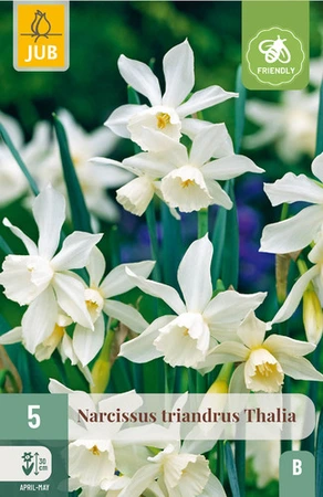 Narcissus Triandrus Thalia - 5 bloembollen