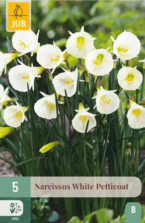 Narcissus White Petticoat - 5 bloembollen