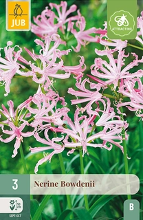 NERINE BOWDENII