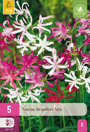 Nerine Mix 5st