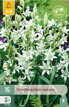Ornithogalum nutans 6/+ – Witte vogelmelk voor verwildering