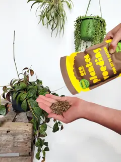 Oro Wolkorrel Plantenvoeding 2kg - afbeelding 3