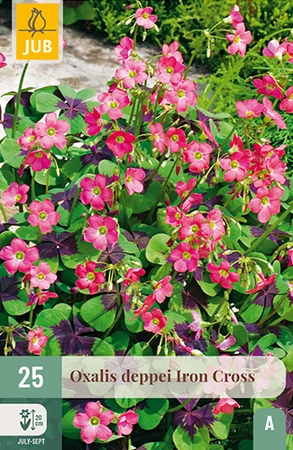 Oxalis Deppei Iron Cross 25st