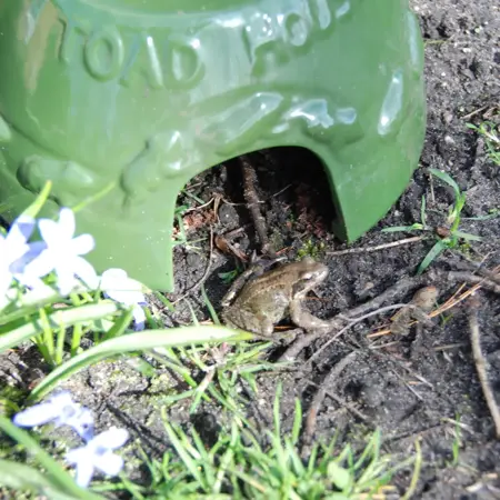 Paddenhuis - afbeelding 4