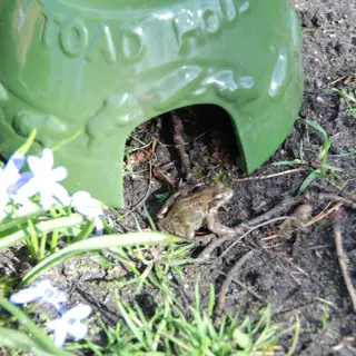 Paddenhuis - afbeelding 4