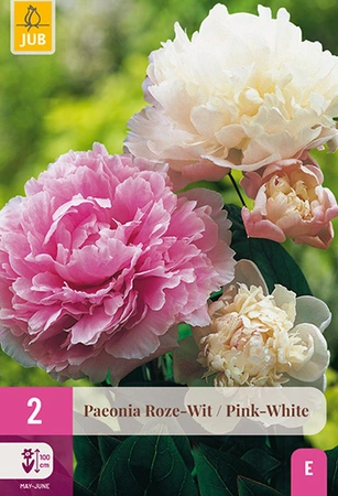 Paeonia Pink/white 2st
