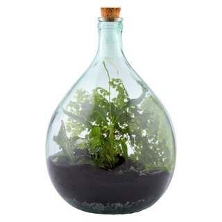 Plant Terrarium Starter Set met fles 15L inhoud