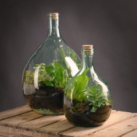 Plant Terrarium Starter Set met fles 15L sfeer