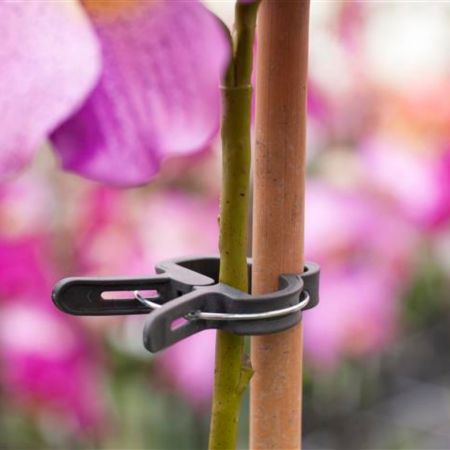 Plantenclip