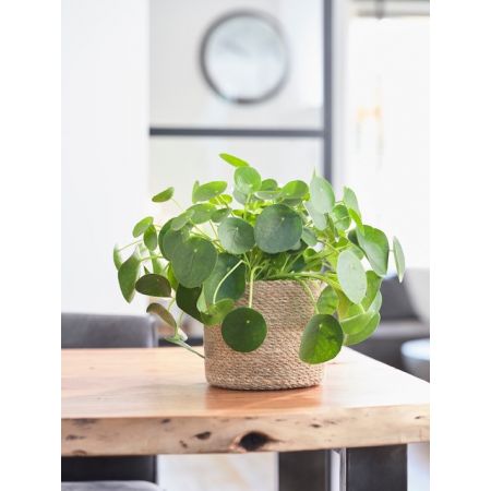 Plantenmand zeegras Stef naturel 17 cm - afbeelding 3