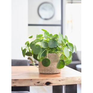 Plantenmand zeegras Stef naturel 17 cm - afbeelding 3