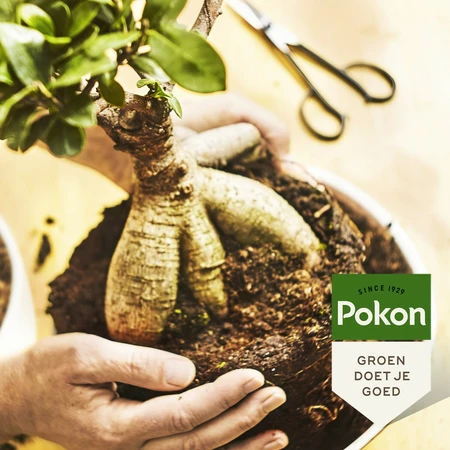 Pokon Bio Bonsai Potgrond Turfvrij 5L - afbeelding 3