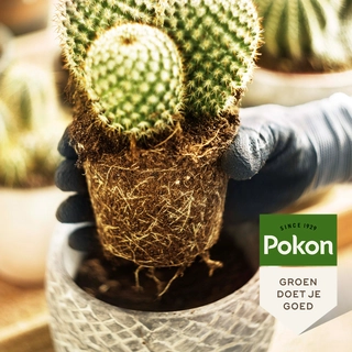 Pokon Bio Cactus Potgrond Turfvrij 5L - afbeelding 4