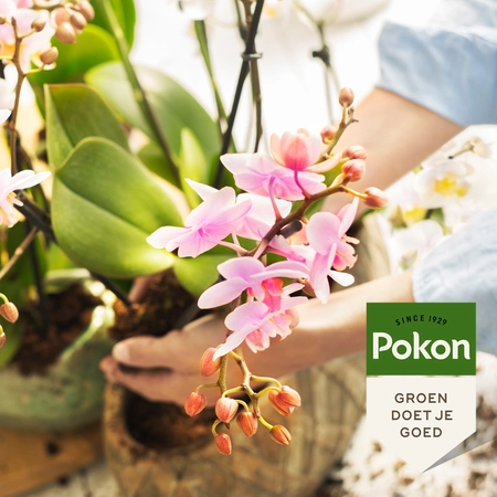 Pokon Bio Orchidee Potgrond Turfvrij 5L - afbeelding 4
