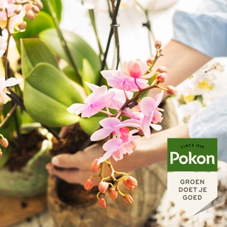 Pokon Bio Orchidee Potgrond Turfvrij 5L - afbeelding 4