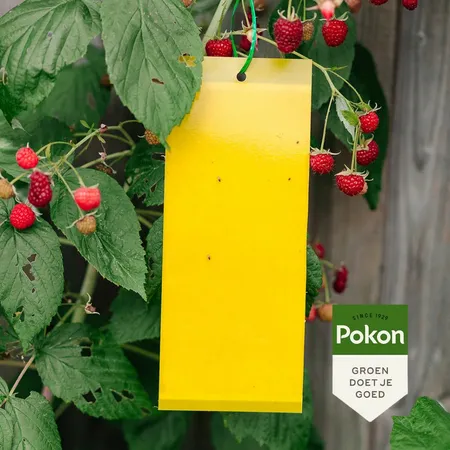 Pokon Bio Vangplaten Tegen Insecten - afbeelding 3