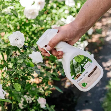 Pokon Blad Schoon Spray 750ml - afbeelding 3