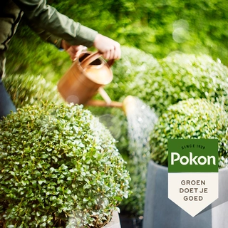 Pokon Buxus & Ilex Mest 2,5kg - afbeelding 4