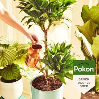 Pokon Kamerplanten Voeding Poeder 100gr - afbeelding 3