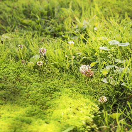 Pokon Mos & Onkruid Weg! voor 50m2 - afbeelding 4