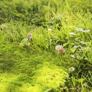 Pokon Mos & Onkruid Weg! voor 50m2 - afbeelding 4