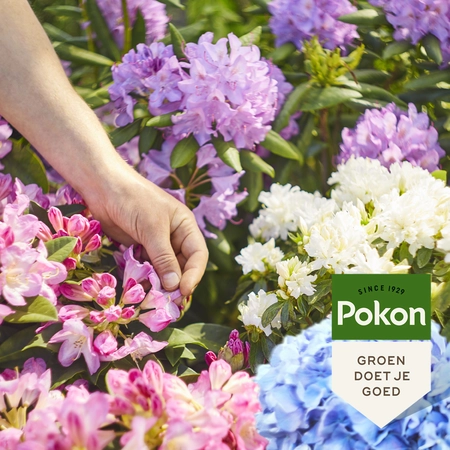 Pokon Rodo, Hortensia & Azalea Mest 1kg - afbeelding 4
